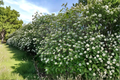 Mohican Viburnum Live Plant in 4-Inch Pot, Deciduous Flowering Shrub with White Spring Flowers & Red Berries