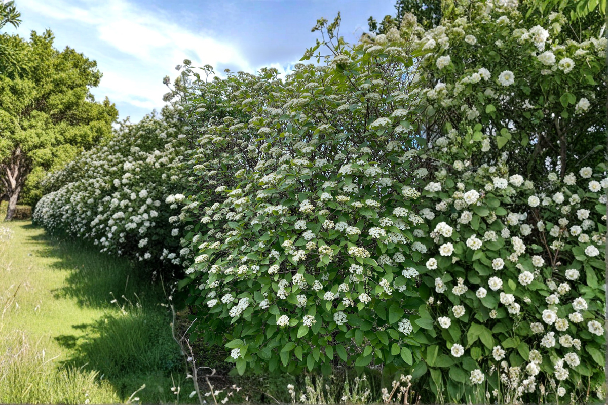 Mohican Viburnum Live Plant in 4-Inch Pot, Deciduous Flowering Shrub with White Spring Flowers & Red Berries
