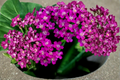 Achillea 'New Vintage Violet' Live Plants – 3 Rooted Perennial Starters in 1 Qt Pots, Violet Purple Flowers, Compact Growth