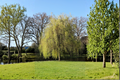 2 Golden Weeping Willow Tree Cuttings – Salix babylonica, Ornamental Landscape Tree, Fast-Growing, Cascading Branches