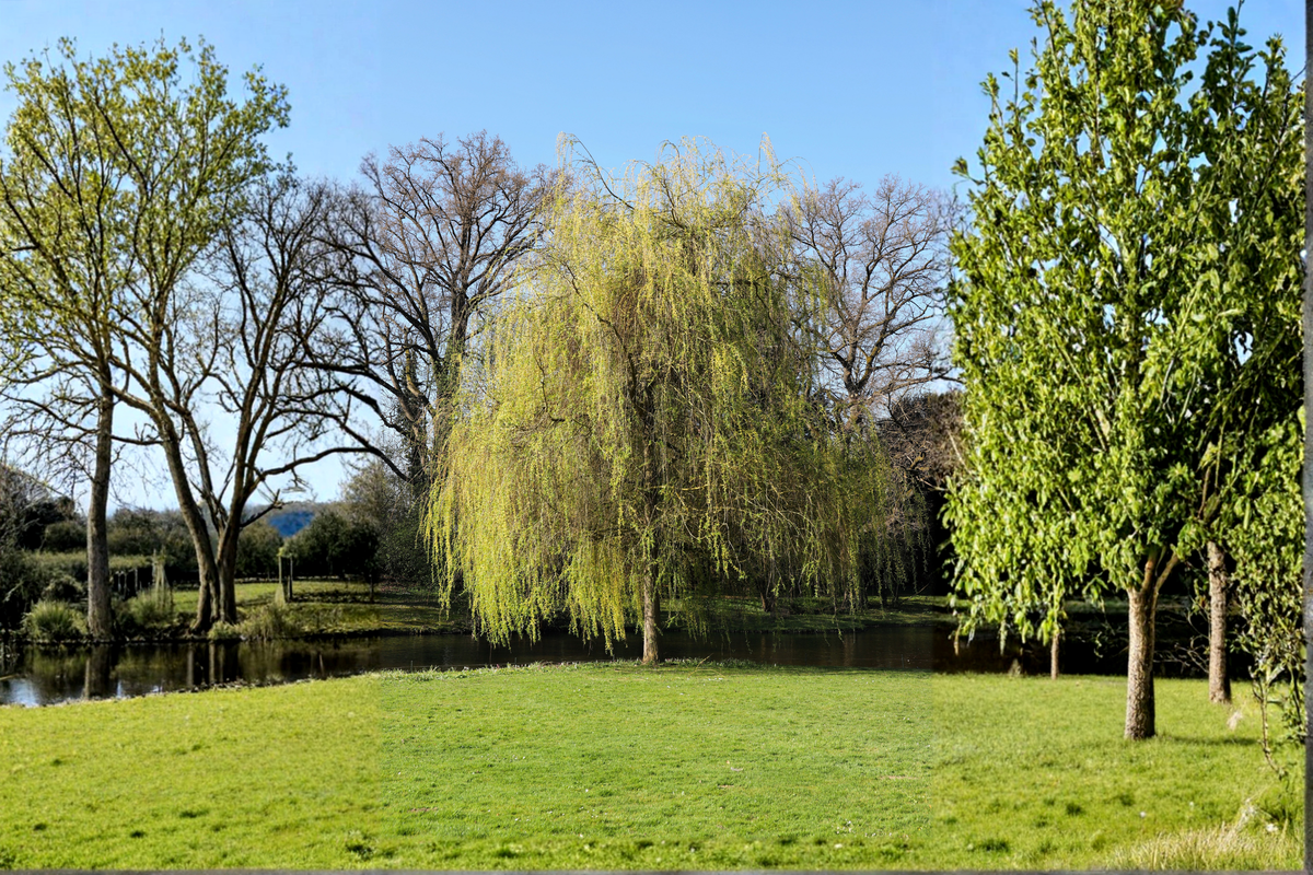 2 Golden Weeping Willow Tree Cuttings – Salix babylonica, Ornamental Landscape Tree, Fast-Growing, Cascading Branches