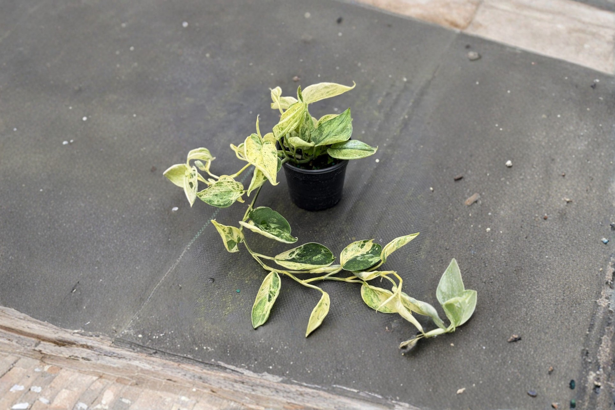 Scindapsus Marble Queen Live Plant, 4 Inch Rooted Satin Pothos, Indoor Houseplant, Trailing Tropical Foliage