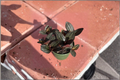 Jewel Orchid Live Plant Ludisia discolor, Tropical Houseplant with Red Velvet Leaves & White Blooms