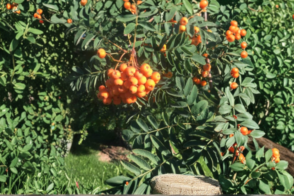 Pineapple Ground Cherry Seeds – Physalis pruinosa – Edible Goldenberry Fruit Plant for Garden & Container Growing