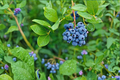 Northblue Blueberry Bush Live Plant 4 Inch Pot, Dwarf Vaccinium ‘Northblue’, Cold Hardy Fruit Shrub for Small Gardens & Containers