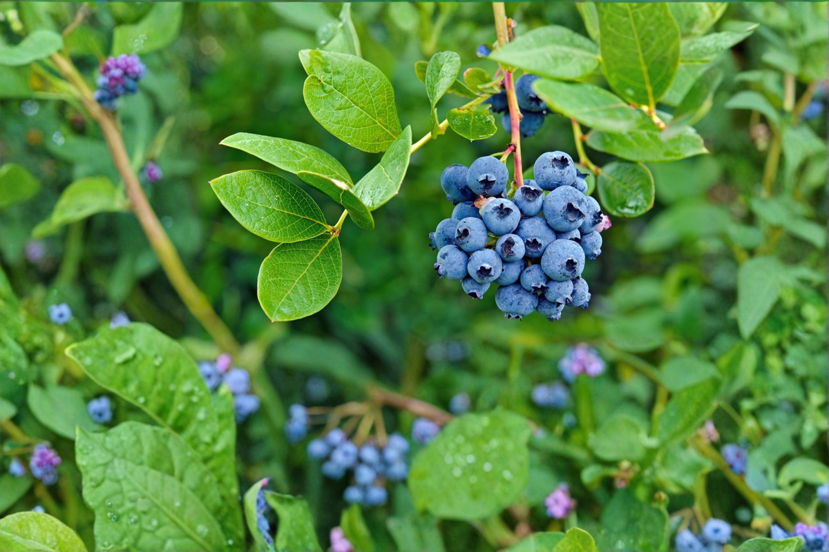 Northblue Blueberry Bush Live Plant 4 Inch Pot, Dwarf Vaccinium ‘Northblue’, Cold Hardy Fruit Shrub for Small Gardens & Containers
