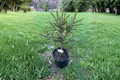 Brewer Spruce Live Plant 1 Gallon Pot – Emerald Midget Dwarf Evergreen Tree, Picea breweriana