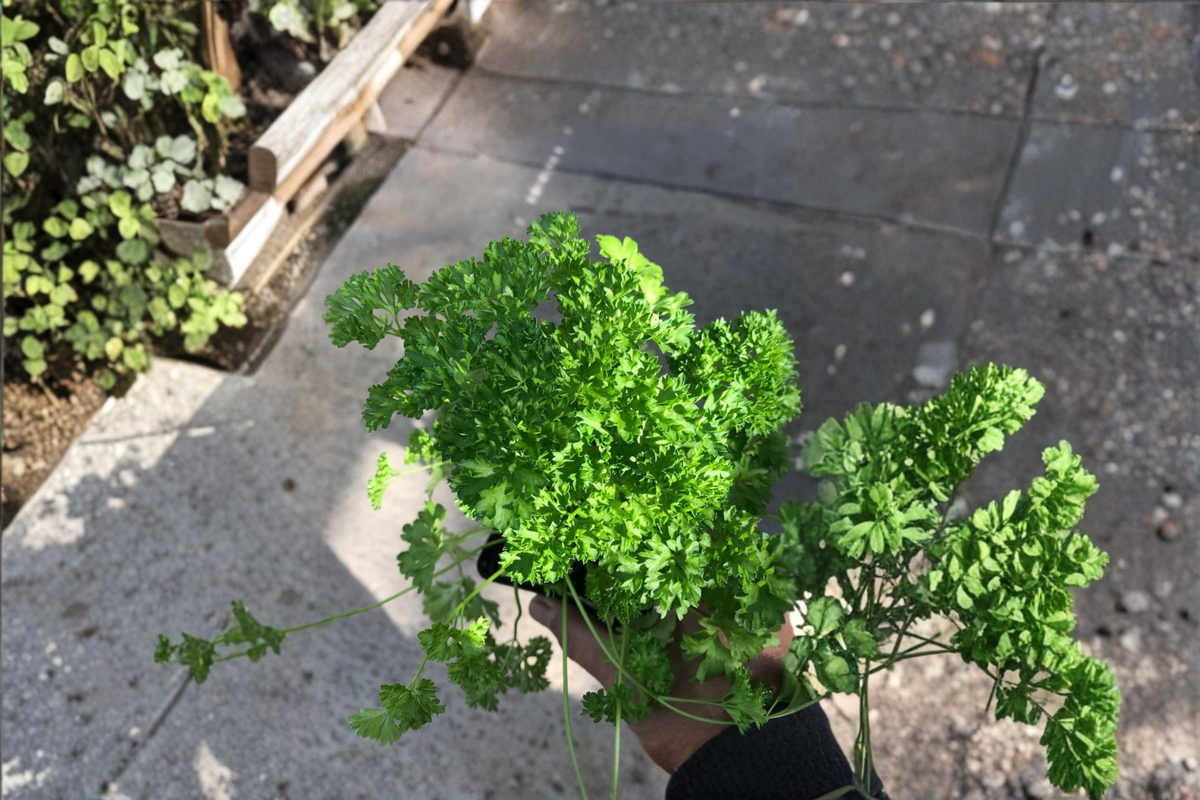 Live Curly Parsley Herb Plant - Petroselinum Crispum, Compact Foliage, Shipped Without Pot
