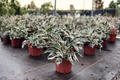 Calathea White Fusion Live Plant – Variegated Tropical Houseplant in 4" or 6" Pot, Indoor Foliage, Goeppertia lietzei