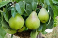 Semi Dwarf Pear Tree Seeds - Pyrus communis, Rare Fruit Tree Variety, Indoor & Outdoor Planting, 5 Seeds