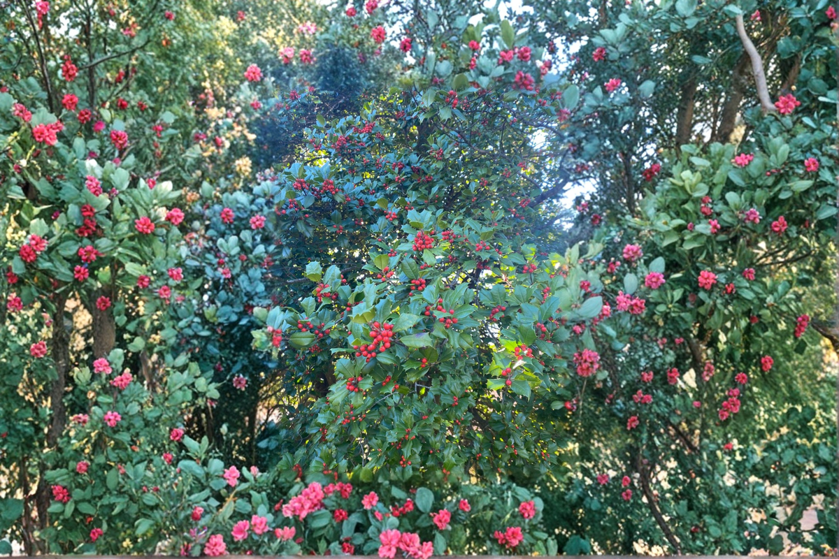 American Holly ‘Cave Hill’ Live Plant – 12-Inch Female Ilex opaca Evergreen Shrub with Red Berries in 1 Gallon Pot