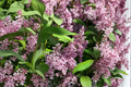 James Macfarlane Lilac Live Plant 2 Gallon Pot Pink Flowering Shrub Syringa prestoniae Cold Hardy