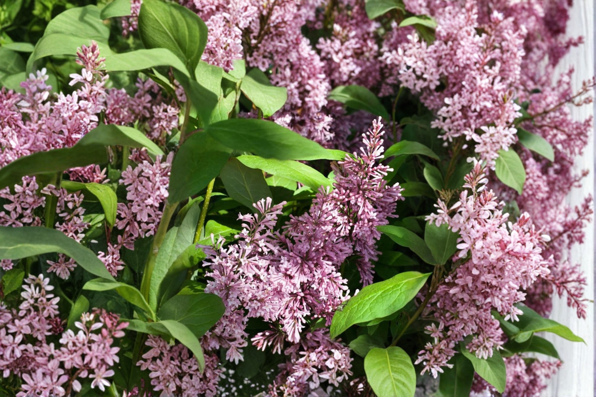 James Macfarlane Lilac Live Plant 2 Gallon Pot Pink Flowering Shrub Syringa prestoniae Cold Hardy