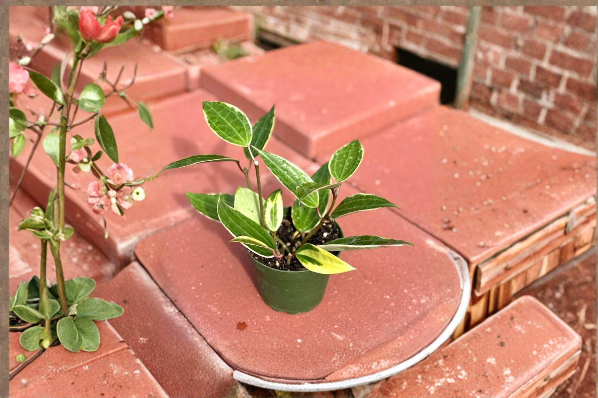 Variegated Hoya Macrophylla Live Plant | 4 Inch Pot, Tropical Indoor Houseplant, Rare Variegated Foliage