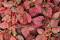 Hypoestes 'Red Splash' Live Plant – 2.5 Inch Pot, Polka Dot Plant, Hypoestes phyllostachya, Indoor Ornamental Foliage Plant