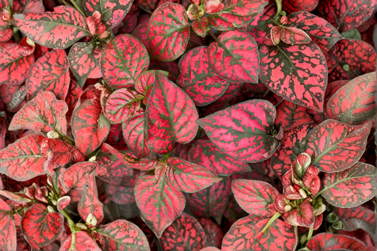 Hypoestes 'Red Splash' Live Plant – 2.5 Inch Pot, Polka Dot Plant, Hypoestes phyllostachya, Indoor Ornamental Foliage Plant
