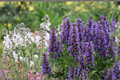 Agastache Blue Fortune Live Plants | 3 Rooted Starter Plants in 1 Qt Pots | Lavender Blue Flowers | Pollinator & Perennial Herbaceous Plant