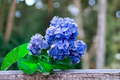 Nikko Blue Hydrangea Live Starter Plant – Hydrangea macrophylla – 6-12 Inch Tall, Mophead Flowering Shrub for Garden & Container