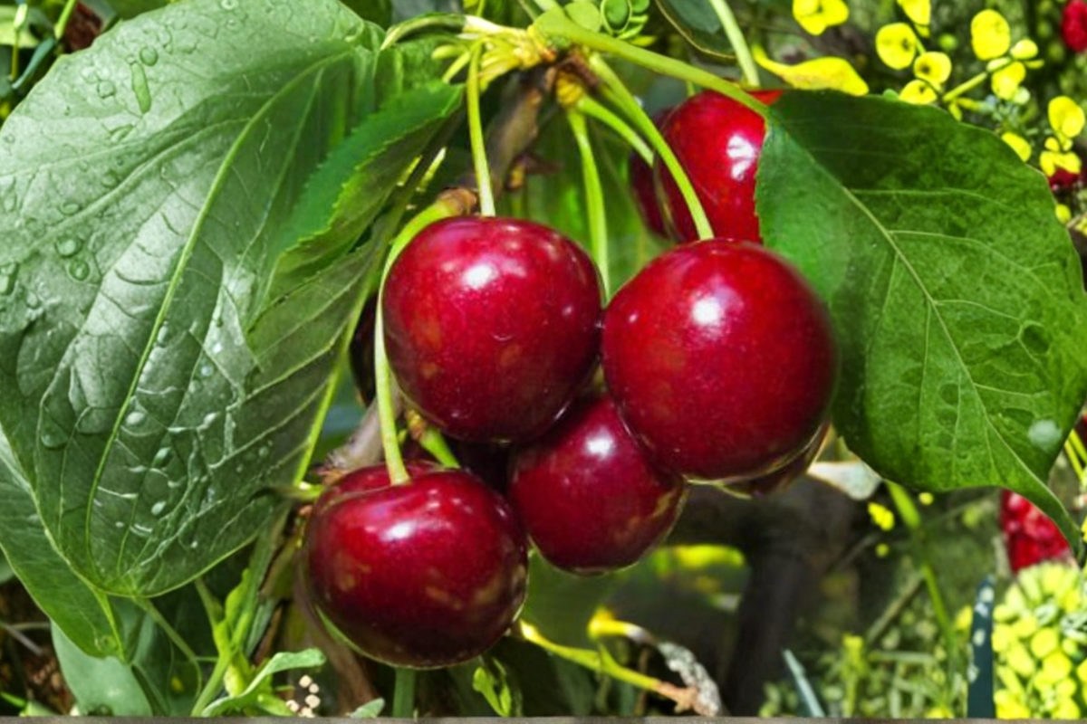 Dwarf Sand Cherry Seeds, Prunus pumila, Flowering Shrub for Garden & Container, White-Pink Blooms, Ornamental Landscape Plant