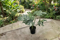 Monstera Thai Constellation Live Plant 2-Inch Pot Variegated Monstera Starter Rooted Houseplant Gift