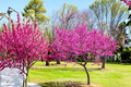 Redbud Tree 4-6 ft Live Pink Spring Blooms Cercis canadensis 'Oklahoma' Ornamental Landscape