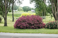 Wine & Roses Weigela Live Plant – Pink Blooming Shrub in 4-Inch Pot with Dark Burgundy Foliage Weigela florida