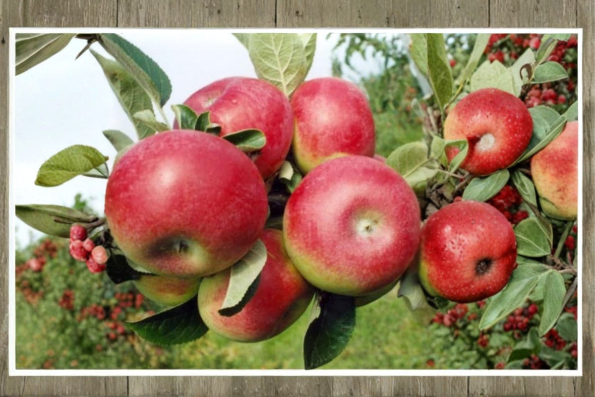 Dwarf Red Apple Tree Seeds – Malus domestica, Columnar Dwarf Fruit Tree for Container & Bonsai Gardening, Pack of 5