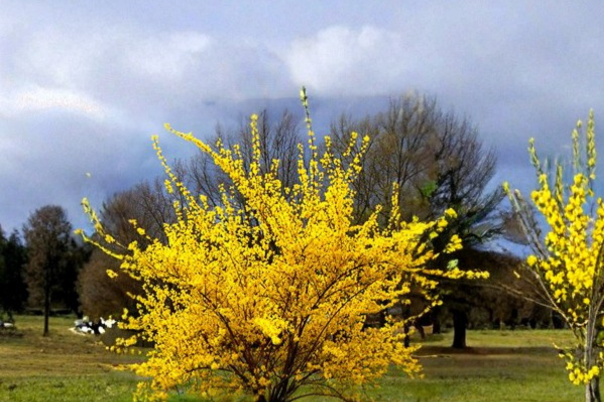 Variegated Forsythia ‘Fiesta’ Live Plant – 4 Inch Pot, Yellow Spring Flowering Shrub, Forsythia intermedia, Garden Decorative Plant