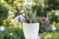 Haworthia Succulent in White Ceramic Planter – Small Indoor Houseplant, Easy Care, Gift, Dorm Room Decor