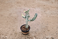 Variegated Trigona Ghost Succulent Live Plant 4 Inch Pot Euphorbia trigona variegata Indoor Outdoor Houseplant