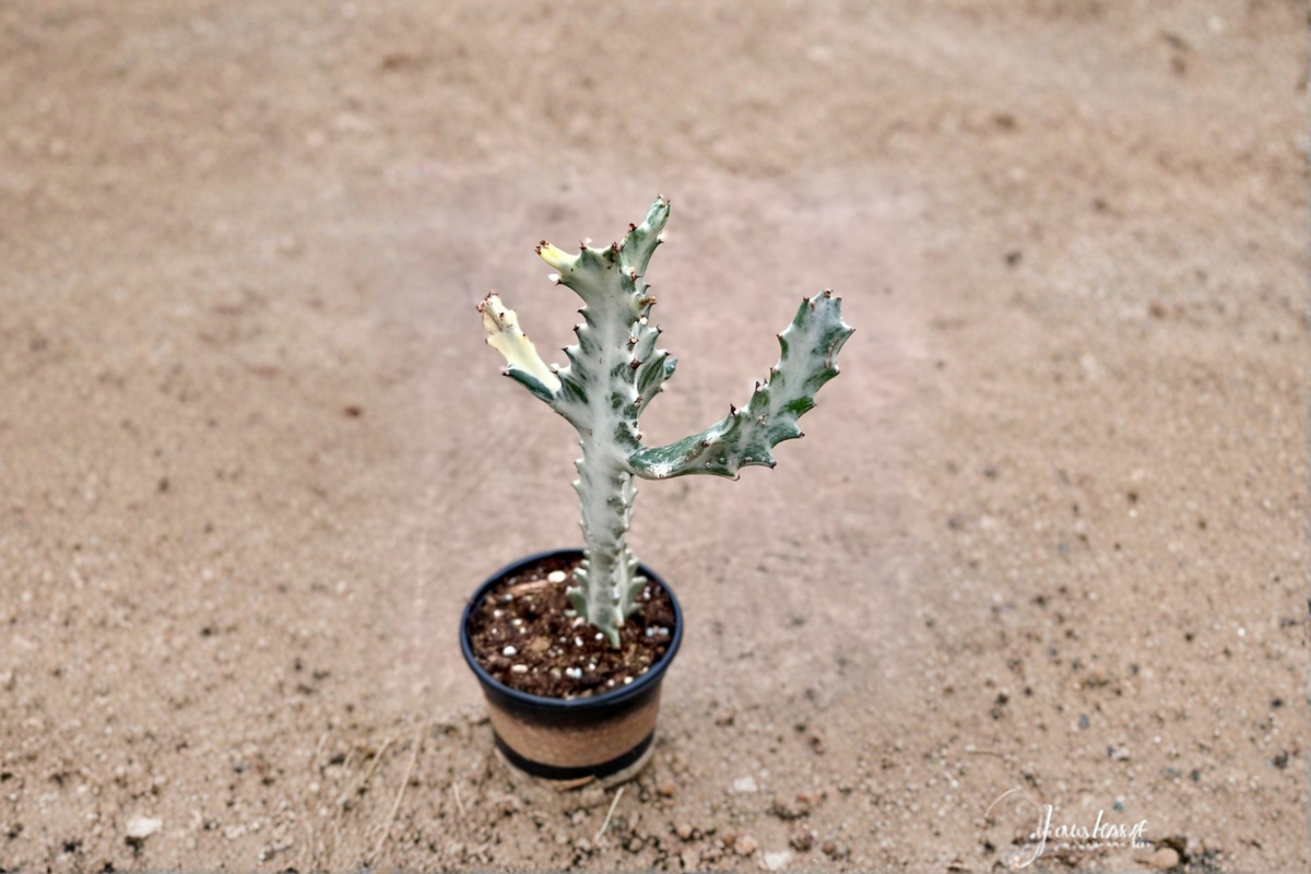 Variegated Trigona Ghost Succulent Live Plant 4 Inch Pot Euphorbia trigona variegata Indoor Outdoor Houseplant