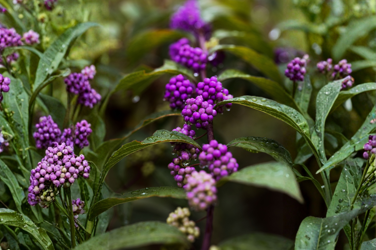 American Beautyberry Live Plant in 3.5 Inch Pot - Callicarpa americana Native Shrub with Bright Purple Berries for Gardens