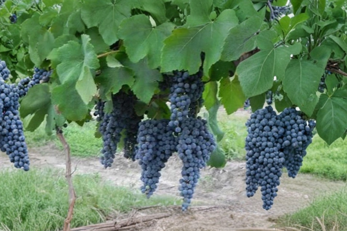 Pinot Noir Grape Vine – 3 Gallon Live Plant, Climbing Fruit Vine for Vineyard & Garden, Vitis vinifera