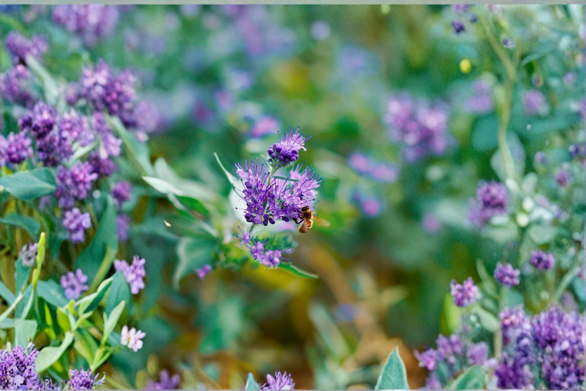 Caryopteris Blue Empire Live Plants – 3 Rooted Shrubs in 1 Qt Pots, Blue Flowers, Deciduous Perennial, Garden Landscape