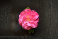 Japanese Camellia ‘Lady Laura’ Live Plant – Pink Flowering Evergreen Shrub in 1 Gallon Pot