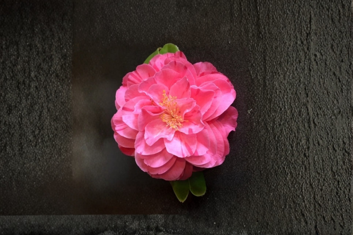 Japanese Camellia ‘Lady Laura’ Live Plant – Pink Flowering Evergreen Shrub in 1 Gallon Pot