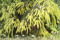 Live Oriental Spruce ‘Aureospicata’ Plant – 12 Inches, Golden New Growth, Evergreen Conifer, Picea orientalis