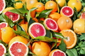 Moro Blood Orange Tree Live Plant | 3 Gallon Citrus Fruit Tree | Nearly Seedless | Citrus sinensis 'Moro'