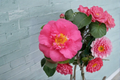 Japanese Camellia Live Plant – R.L. Wheeler Pink Flower, 3 Gallon Pot, Evergreen Shrub for Shade Gardens, Camellia japonica