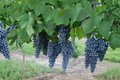 Zinfandel Grape Vine 3 Gal Live Plant, Vitis vinifera, Fruit Vine for Home Vineyard & Outdoor Garden