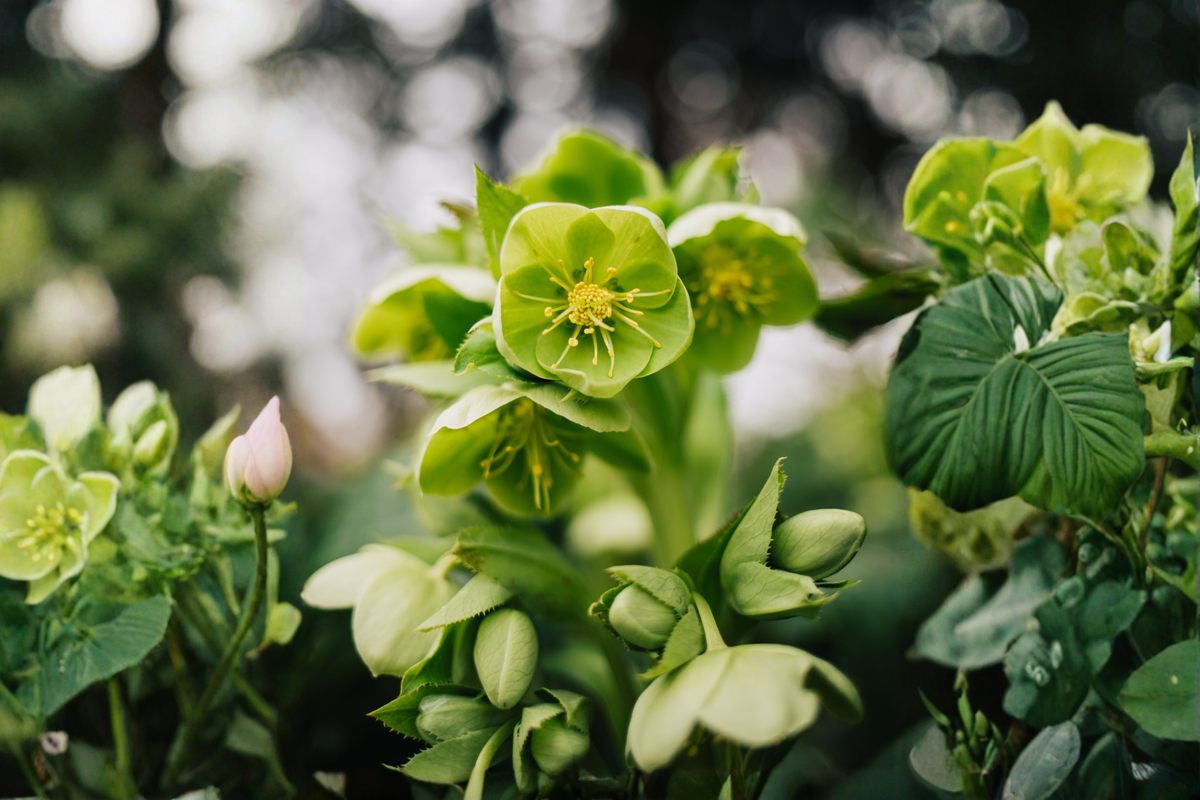 Lenten Rose Live Starter Plant – 3 Inch Pot – Helleborus Perennial for Shade Gardens & Containers