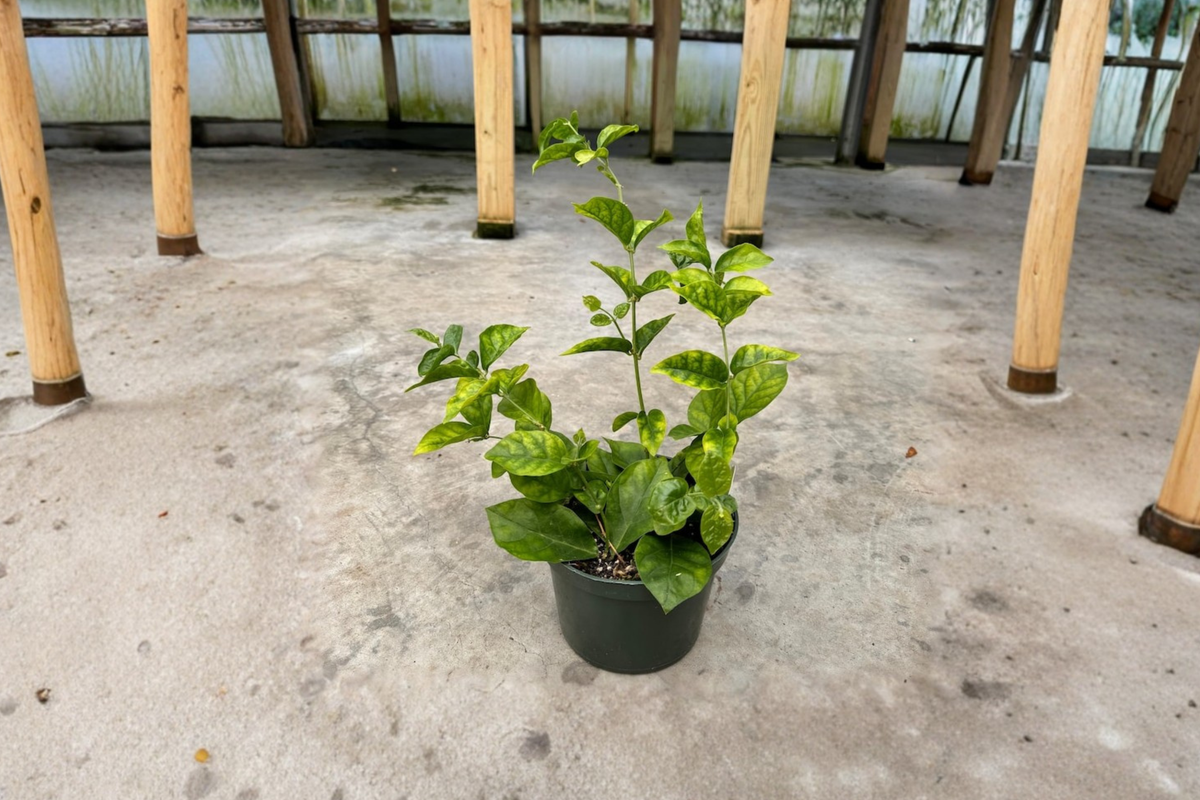 Arabian Sambac Jasmine Live Plant 6-Inch Pot Indoor Outdoor Flowering Jasminum sambac
