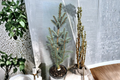 Blue Totem Colorado Blue Spruce Live Plant - 10 Inch, Narrow Evergreen Conifer, Silvery Blue Needles, Picea pungens