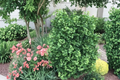 Dwarf Ginkgo ‘Gnome’ Live Plant – 8 Inch Tall Ginkgo biloba Compact Ornamental Tree for Small Gardens