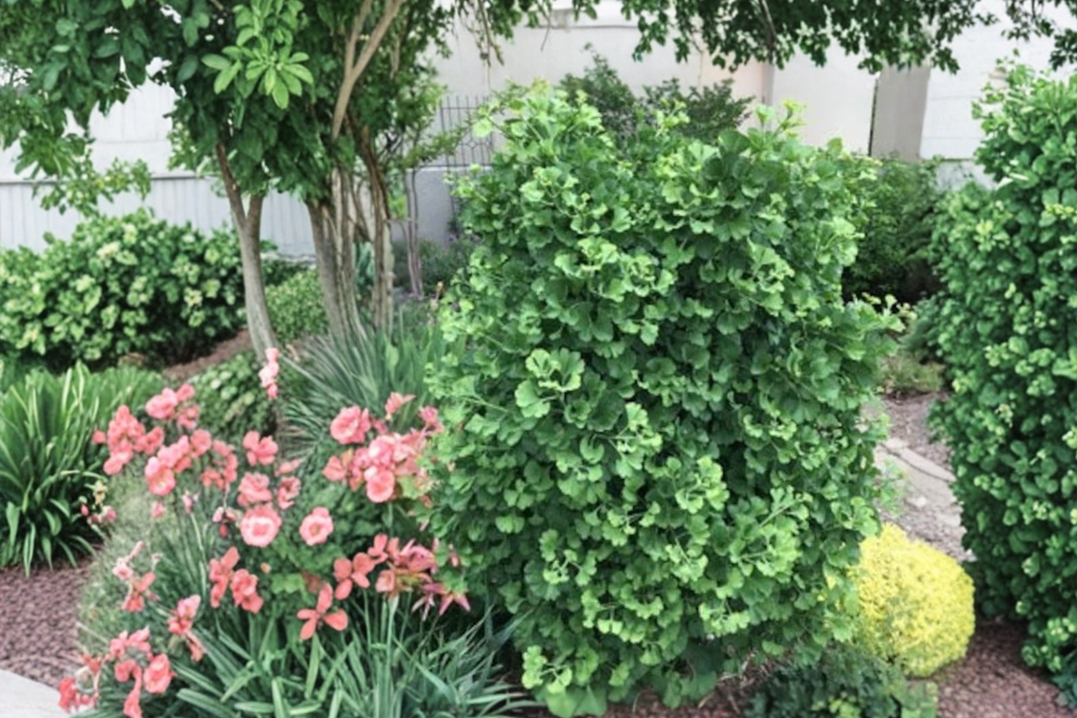 Dwarf Ginkgo ‘Gnome’ Live Plant – 8 Inch Tall Ginkgo biloba Compact Ornamental Tree for Small Gardens