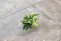 Philodendron Rio Live Plant Starter Cutting – Variegated Tropical Vine, Indoor Houseplant, Green Silver Cream Foliage, Philodendron hederaceum