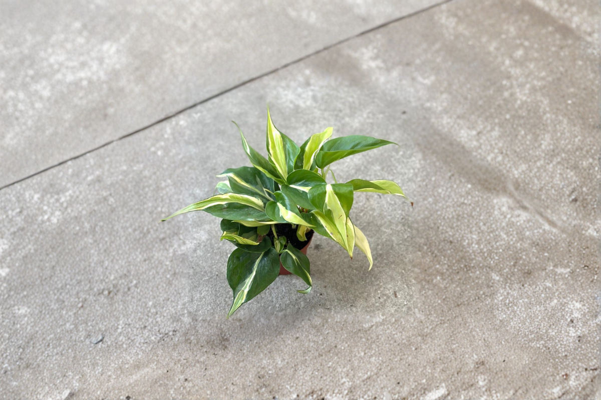 Philodendron Rio Live Plant Starter Cutting – Variegated Tropical Vine, Indoor Houseplant, Green Silver Cream Foliage, Philodendron hederaceum