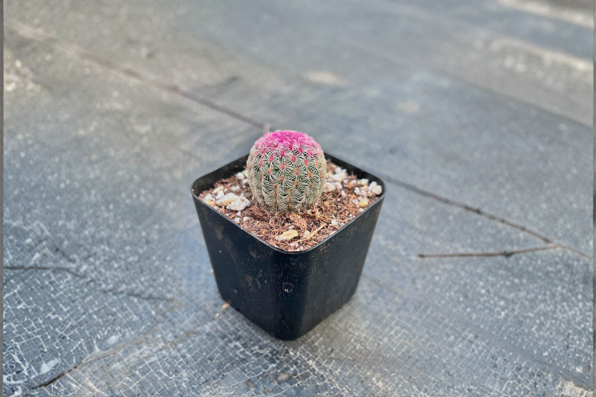 Rainbow Hedgehog Cactus Live Plant, 2-Inch Pot, Colorful Spines, Echinocereus Succulent, Indoor Outdoor Houseplant Gift