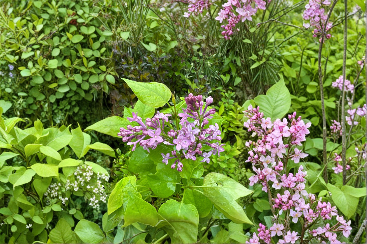 Dwarf French Lilac ‘Prairie Petite’ Live Plant 1 Gallon Syringa vulgaris Compact Fragrant Shrub