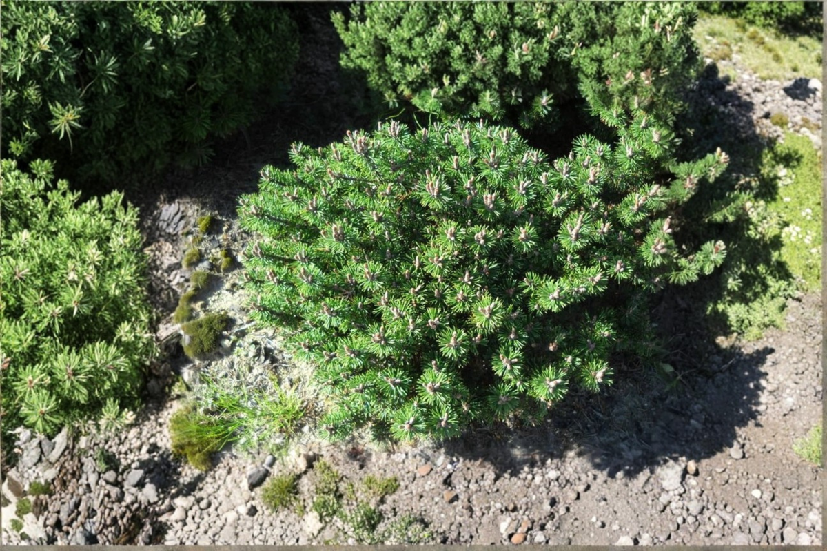 Dwarf Evergreen Pine Plant – Compact Mugo Pine ‘Minima Kalous’ – Pinus mugo Bonsai Starter in 1 Gallon Pot